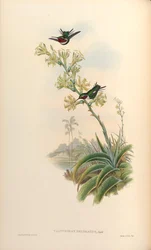 Calothorax decoratus = Chaetocercus mulsant x Ch. heliodor
